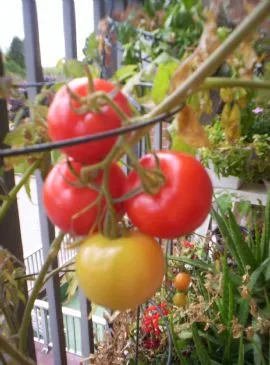 Tna's Spaghetti Sauce