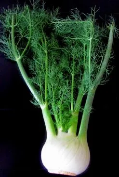 Fenchelsuppe im Rohzustand