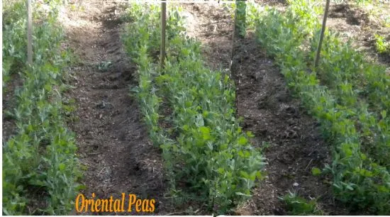 Teriyaki-Rindfleisch-Pfanne