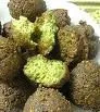 Falafel Gebacken