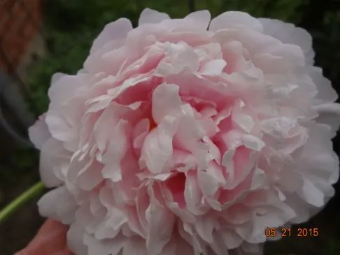 Brokkoli- und Kartoffelsuppe