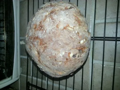 Honig-Aprikosen-Soda-Brot