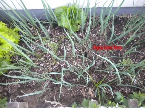 Omelett mit orientalischen Erbsen