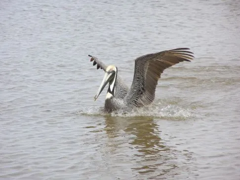 Cajun Garnelen Gumbo