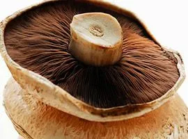 Gefüllte Portobello-Pilze