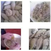 Mit Spinat gefüllte Muscheln