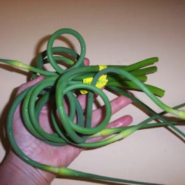 Knoblauch-Skape-Pesto-Sauce