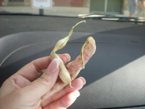 Shelly-Bohnen-, Reis- und Puten-Slow-Cooker-Suppe