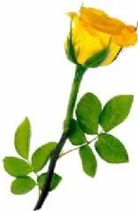 Trauben-Mix-Frucht-Smoothie